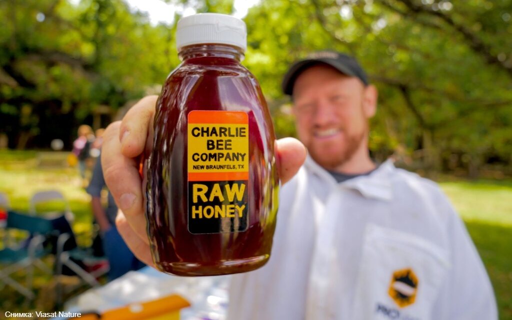  10 забавни обстоятелството за тайния живот на пчелите 