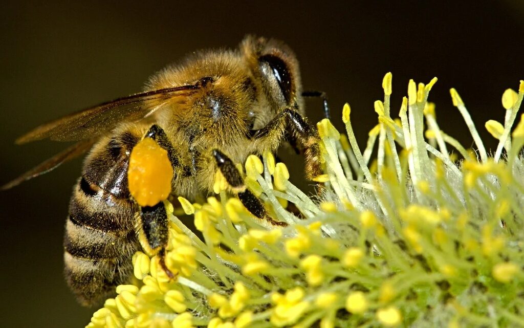 10 интересни факта за тайния живот на пчелите