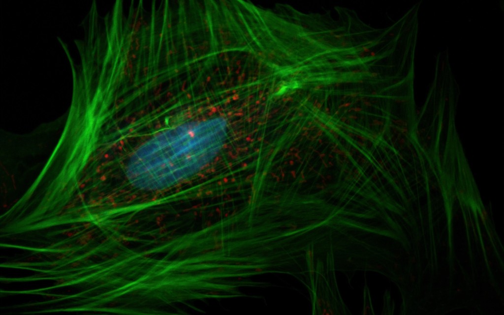 10 неща, които трябва да знаем за стволовите клетки