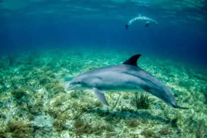 10 малко известни факта за делфините