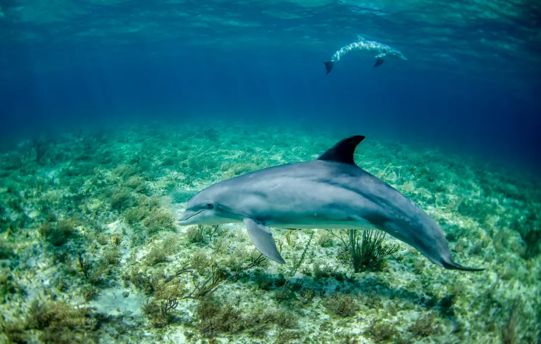 10 малко известни факта за делфините