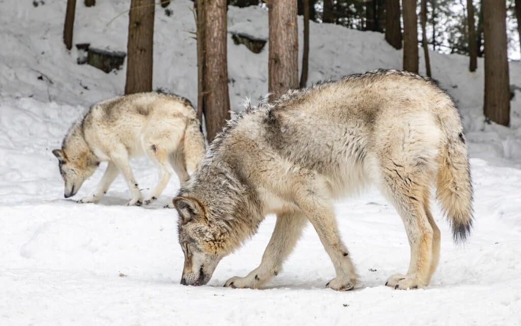  10 обичаи, свързани с празника на Свети Сава 