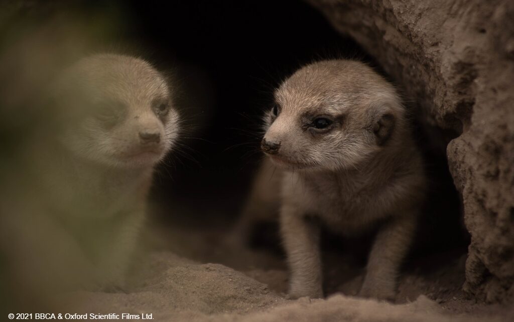  10 неща, които не знаете за сурикатите 