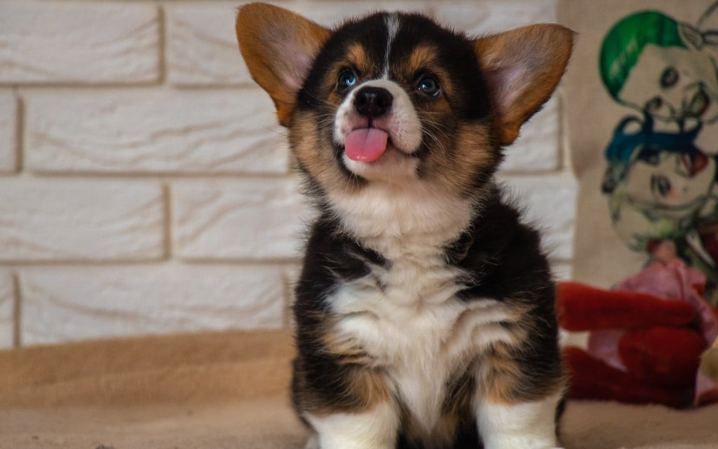  10 забавни обстоятелството за коргитата 