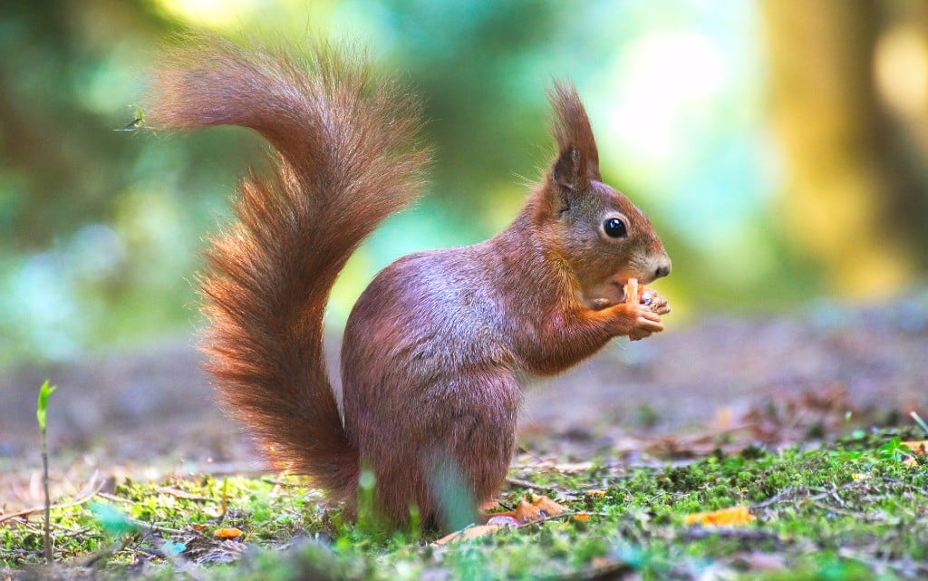  10 любопитни обстоятелството за катериците 