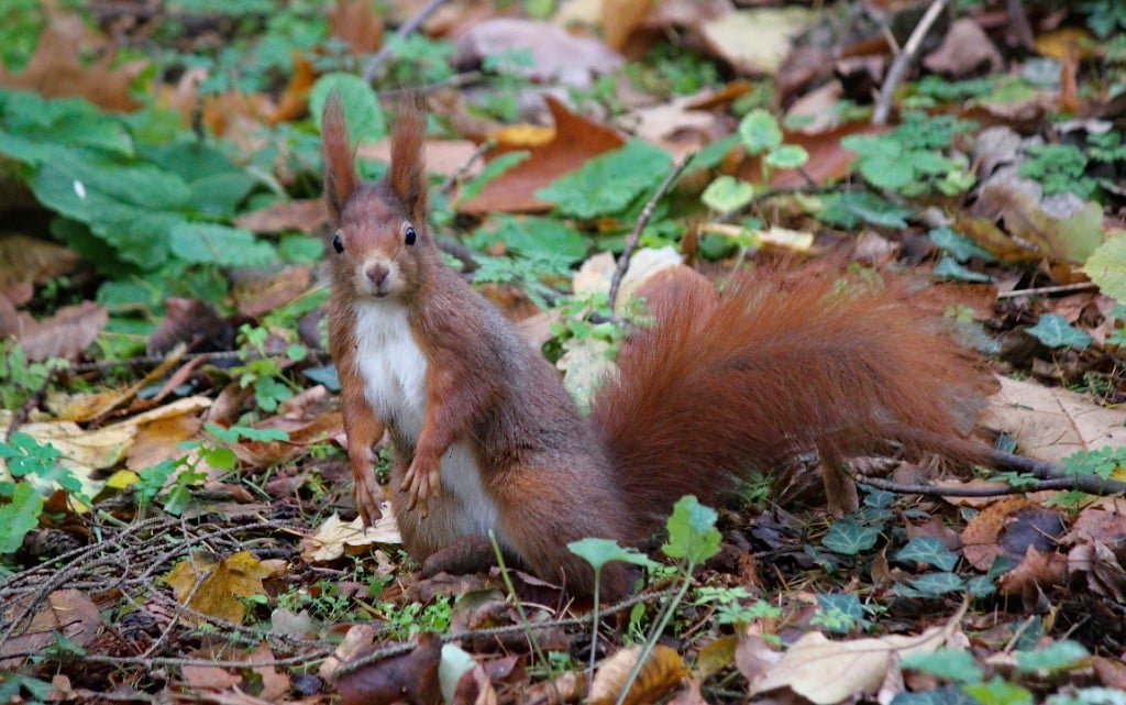  10 любопитни обстоятелството за катериците 