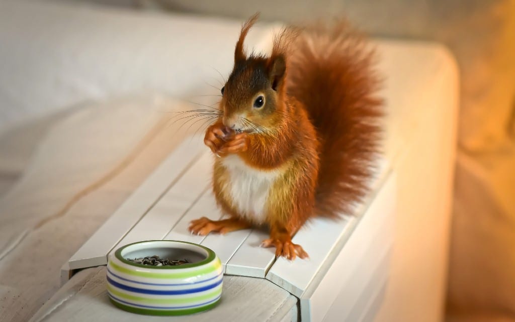  10 любопитни обстоятелството за катериците 