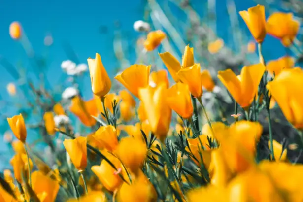 10 причини защо пролетта е по-добрият сезон... за всичко