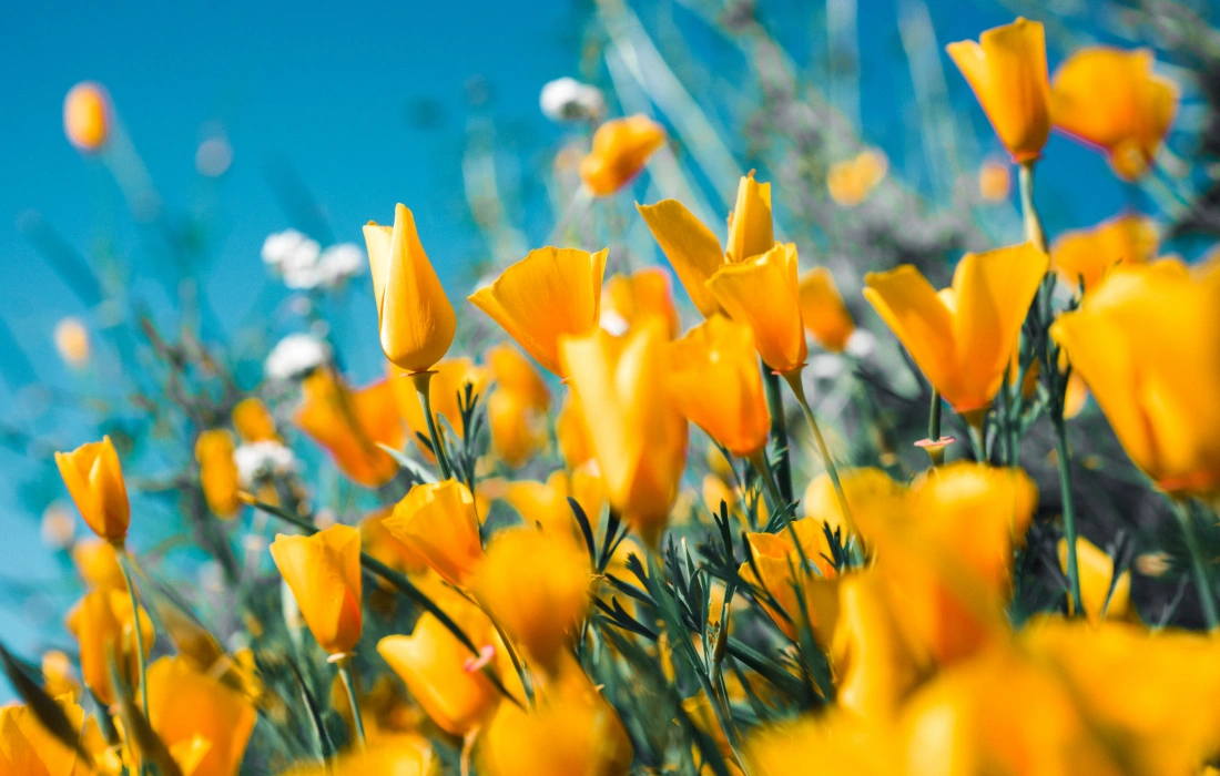 10 причини защо пролетта е по-добрият сезон... за всичко