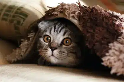 10 съвета за котките, които ще ви помогнат в отглеждането им