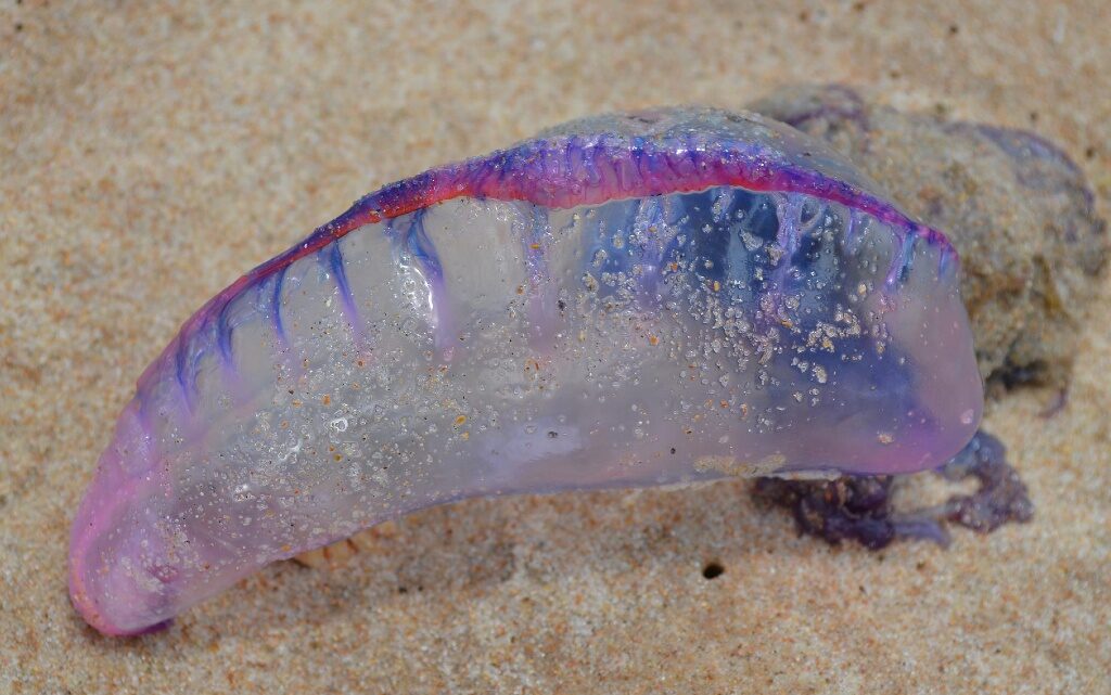  10-те най-отровни животни в света 