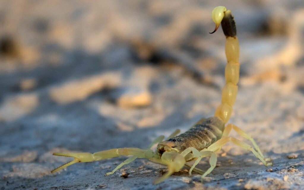  10-те най-отровни животни в света 