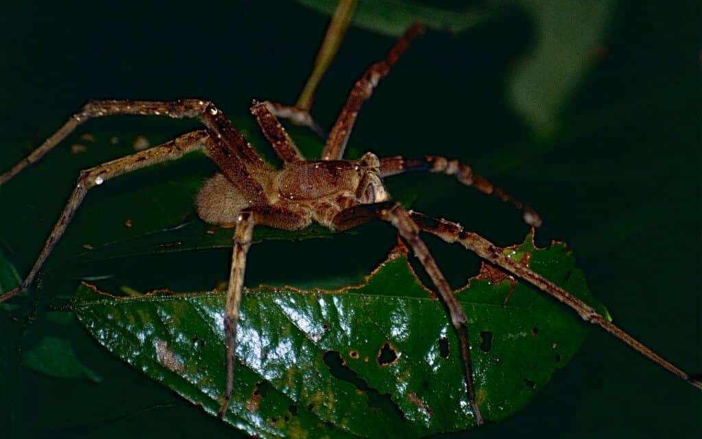  10-те най-отровни животни в света 