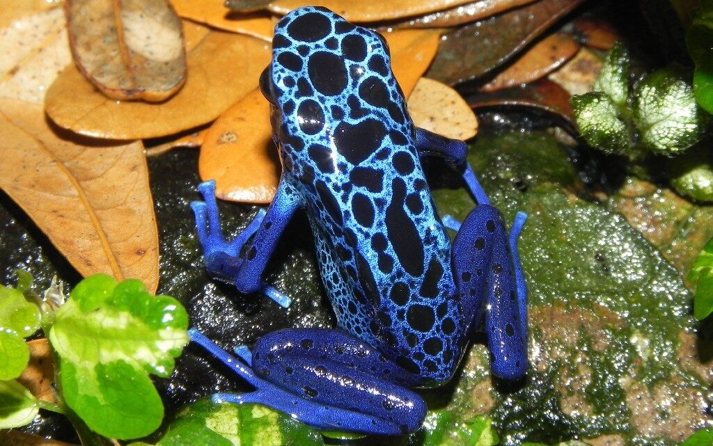  10-те най-отровни животни в света 