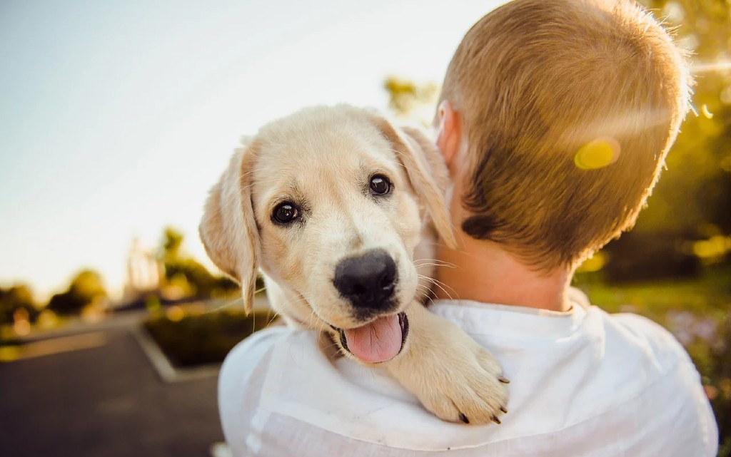 10 причини да си вземем куче