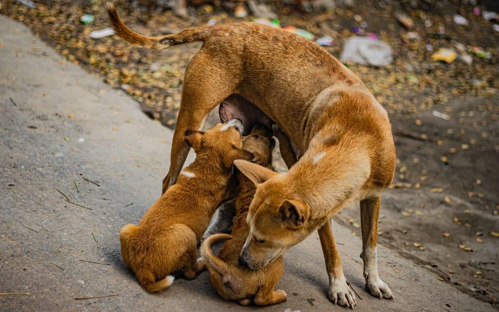  10 кучета в литературата 
