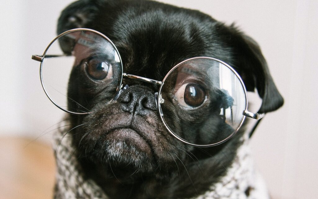  10 кучета в литературата 