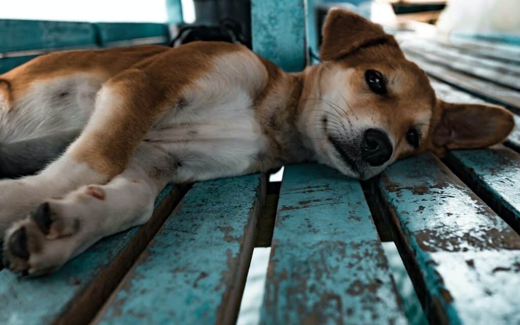  10 кучета в литературата 