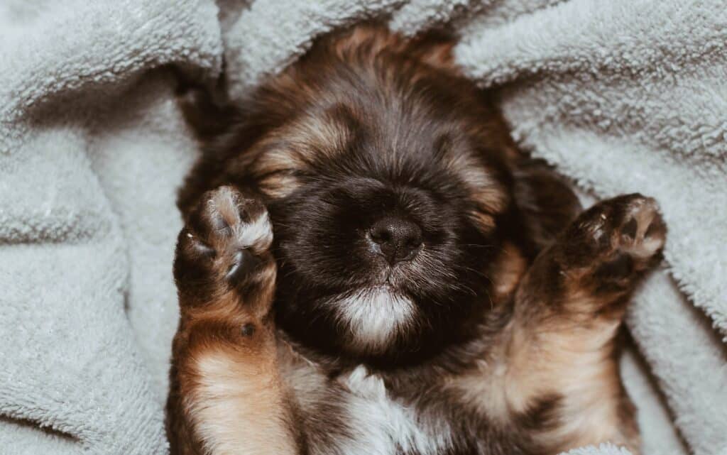  10 неща, които би трябвало да знаеш, преди да си вземеш кученце 