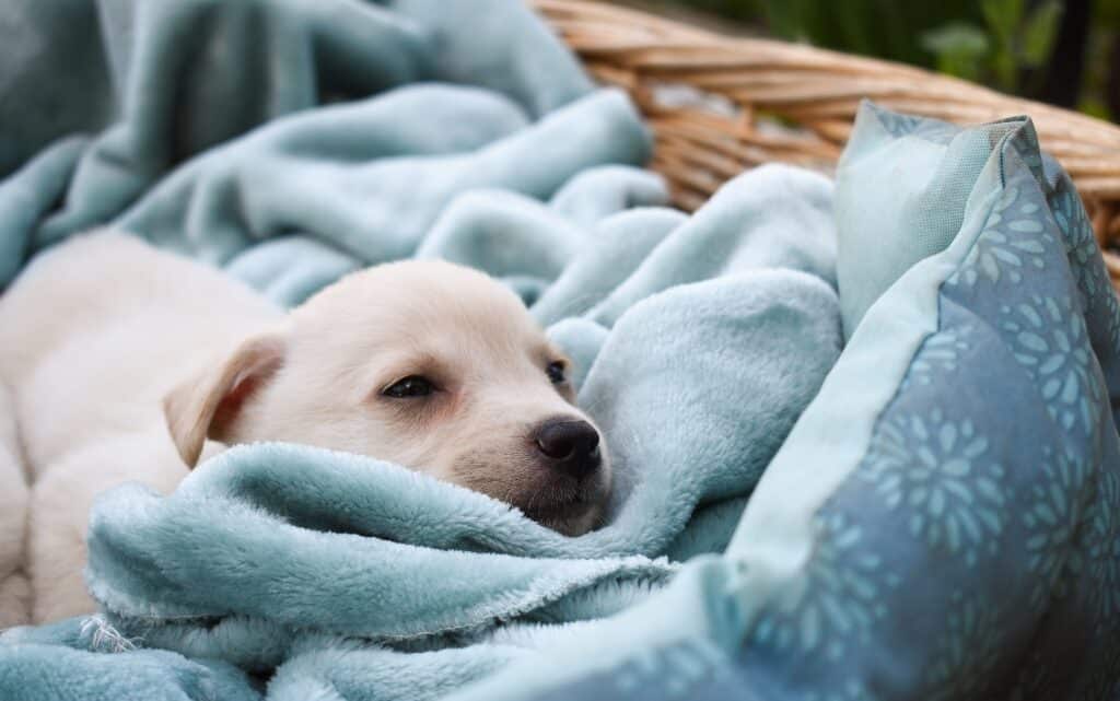  10 неща, които би трябвало да знаеш, преди да си вземеш кученце 