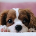 10 неща, които трябва да знаеш, преди да си вземеш кученце