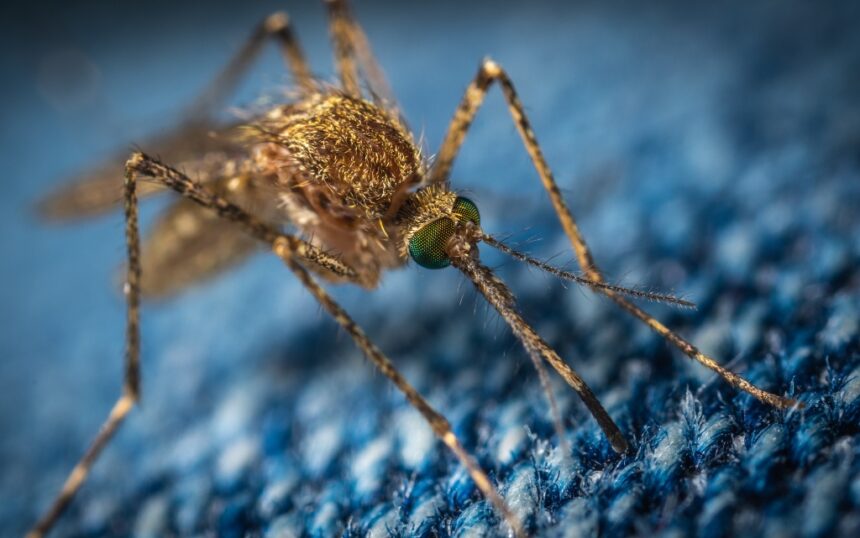 10 любопитни факта за комарите