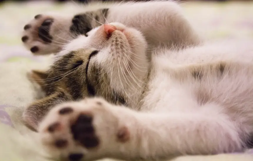 10 котешки принадлежности, които можем да направим сами
