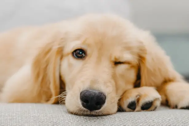 10 малко известни факта за кучетата