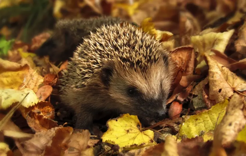 10 животни, наслаждаващи се на магията на есента
