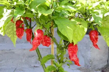 10-те най-люти чушки на света