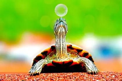 10 интересни факта за костенурките