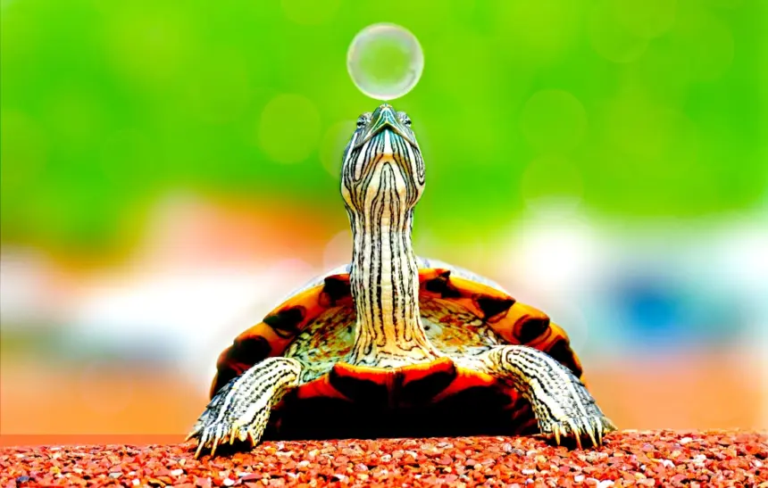 10 интересни факта за костенурките