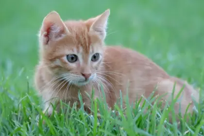 10 неща, които стресират котката