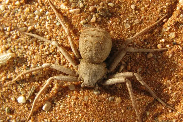 10-те най-отровни паяка в света