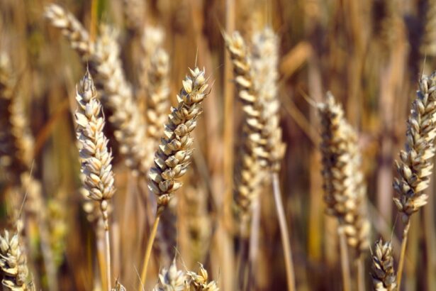 10 зърнени храни, които трябва да намерят място в менюто ви