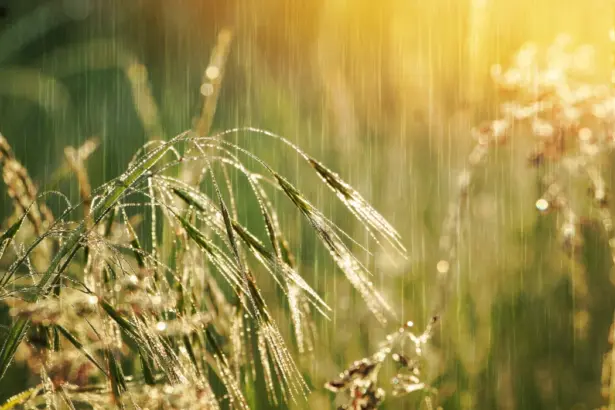 10-те най-дъждовни места в света