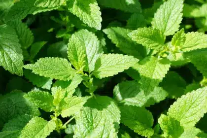 10 от най-полезните за стомаха билки