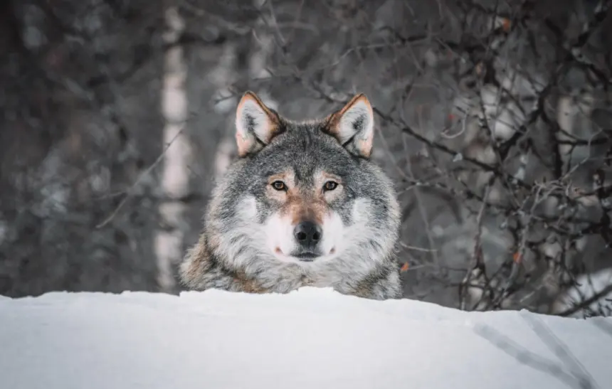 10 любопитни факта за вълците