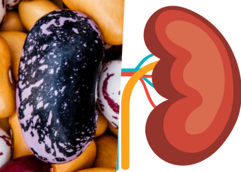 10 природни продукта, полезни за органите от човешкото тяло, на които приличат