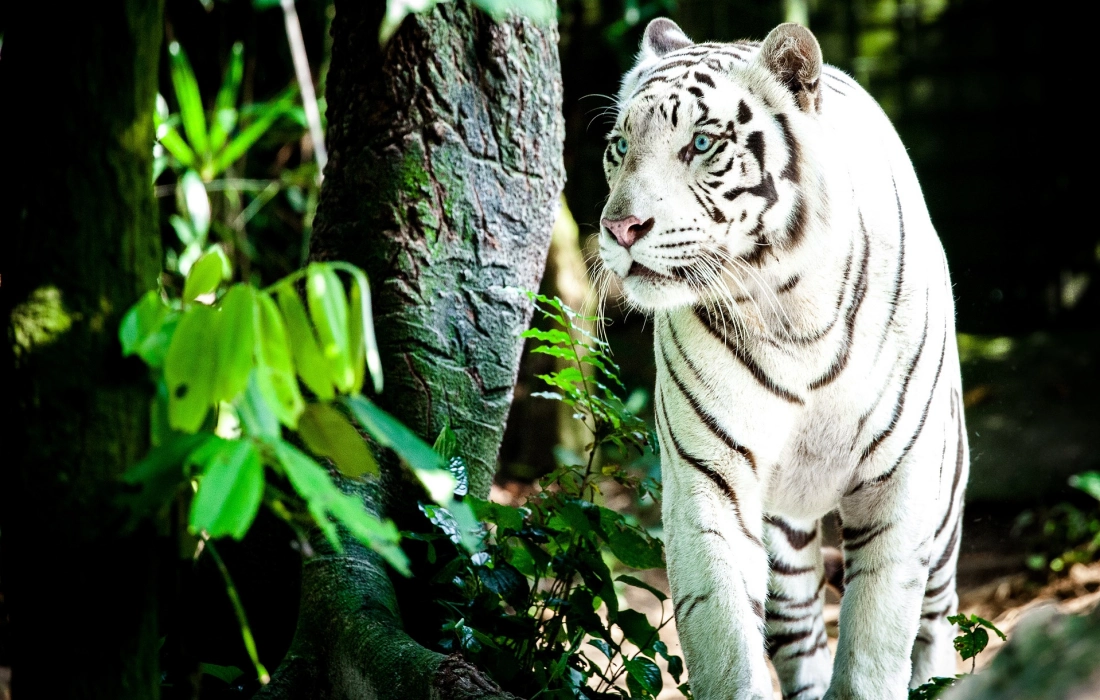 10 любопитни факта за белите тигри