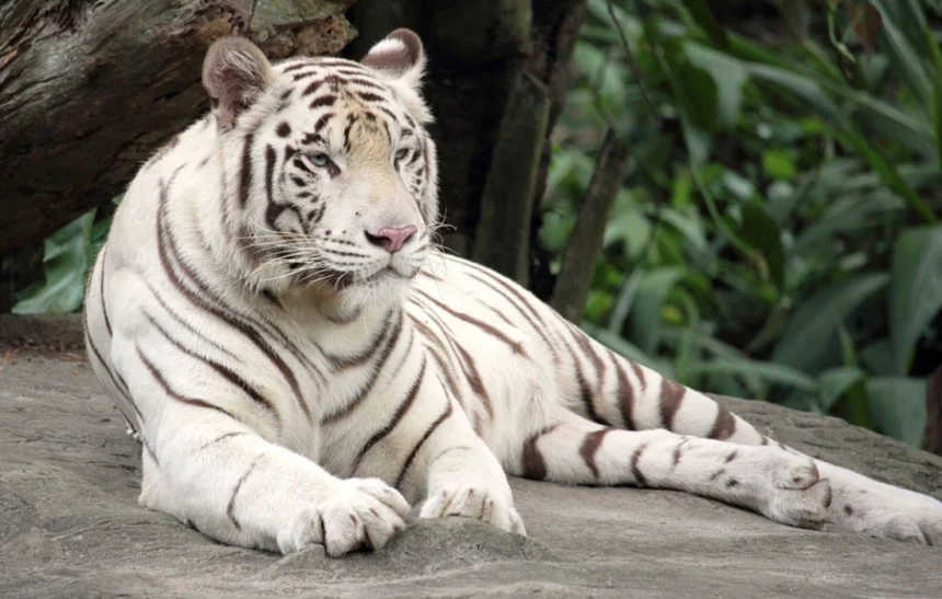 10 любопитни факта за белите тигри