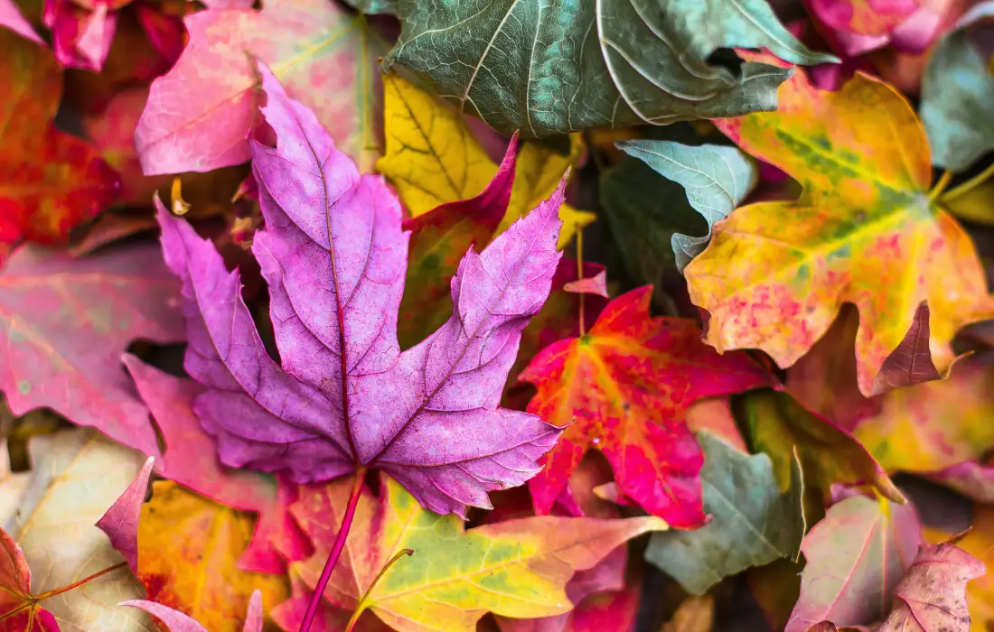 10 неща, които ни напомнят за есента