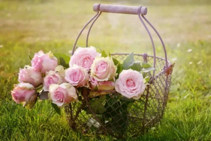 10 легенди за розата