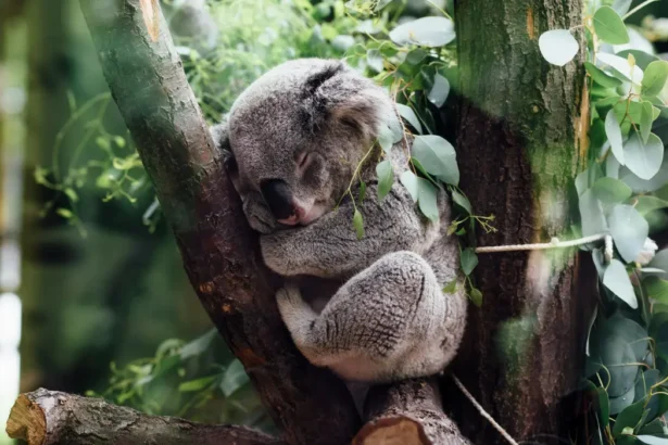 10 интересни факта за коалите