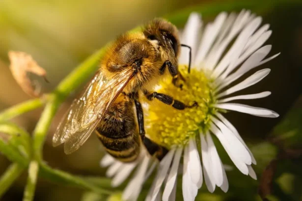 10 начина да опазим пчелите
