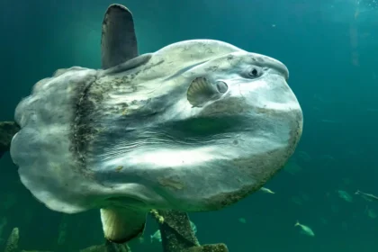 10 рекордьора в животинския свят (част 1)