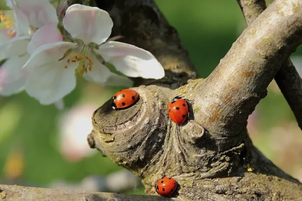 10 любопитни факта за калинките