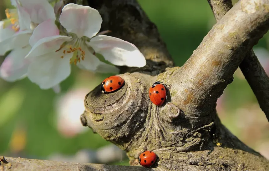 10 любопитни факта за калинките