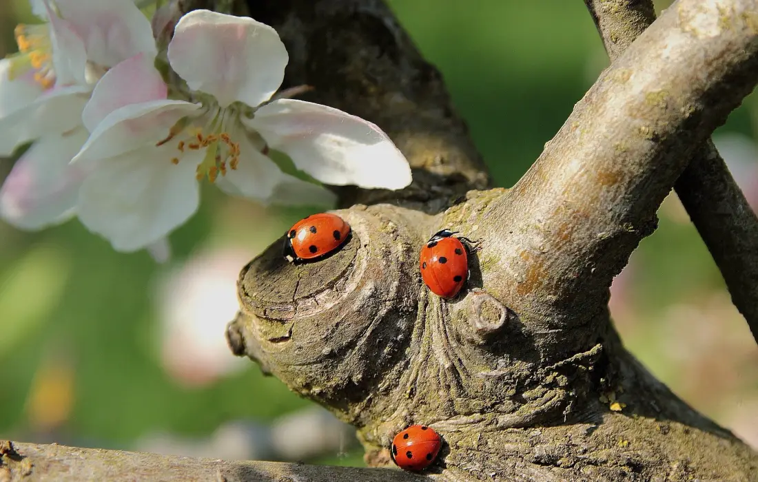 10 любопитни факта за калинките