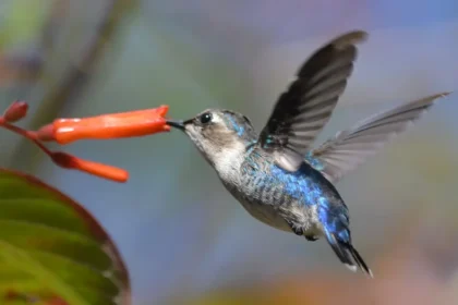 10 от най-малките породи животни в света